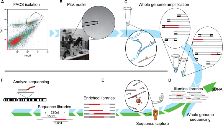 Figure 1