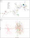 Minimum spanning network of harbour seal mtDNA haplotypes from Iliamna lake and eight regions across the Pacific Ocean.