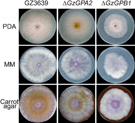 Fig. 3.