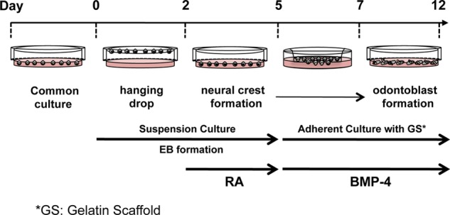 FIGURE 1.