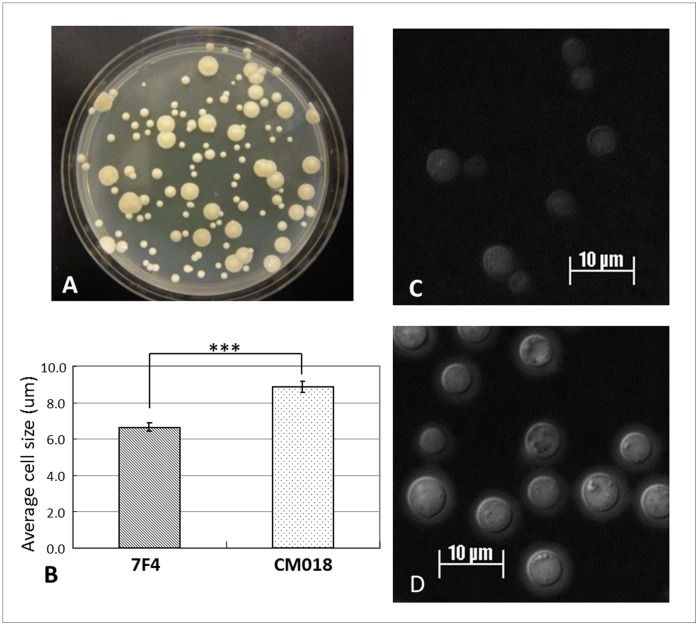 Figure 6