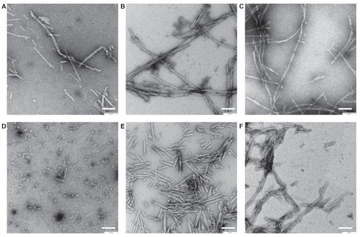 Figure 1—figure supplement 1.