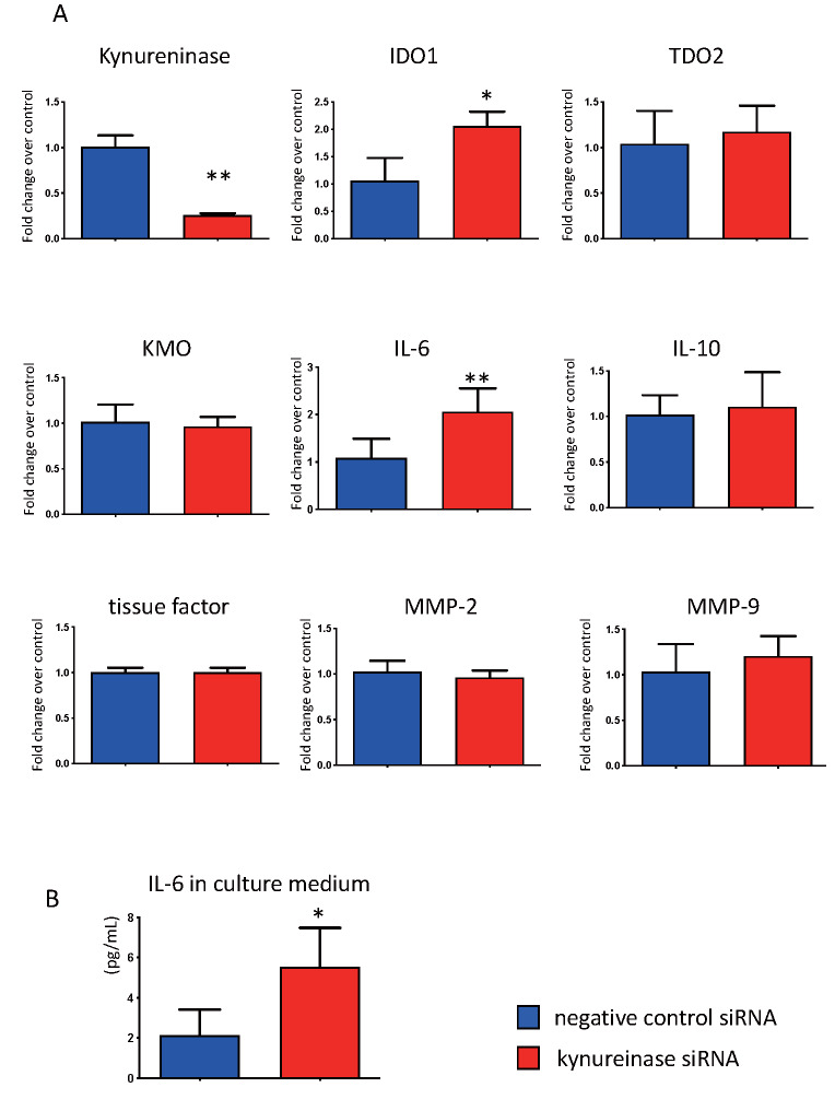 Fig.5. Effect of kynureninase inhibition by siRNA