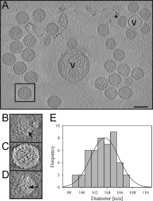 FIG. 2.