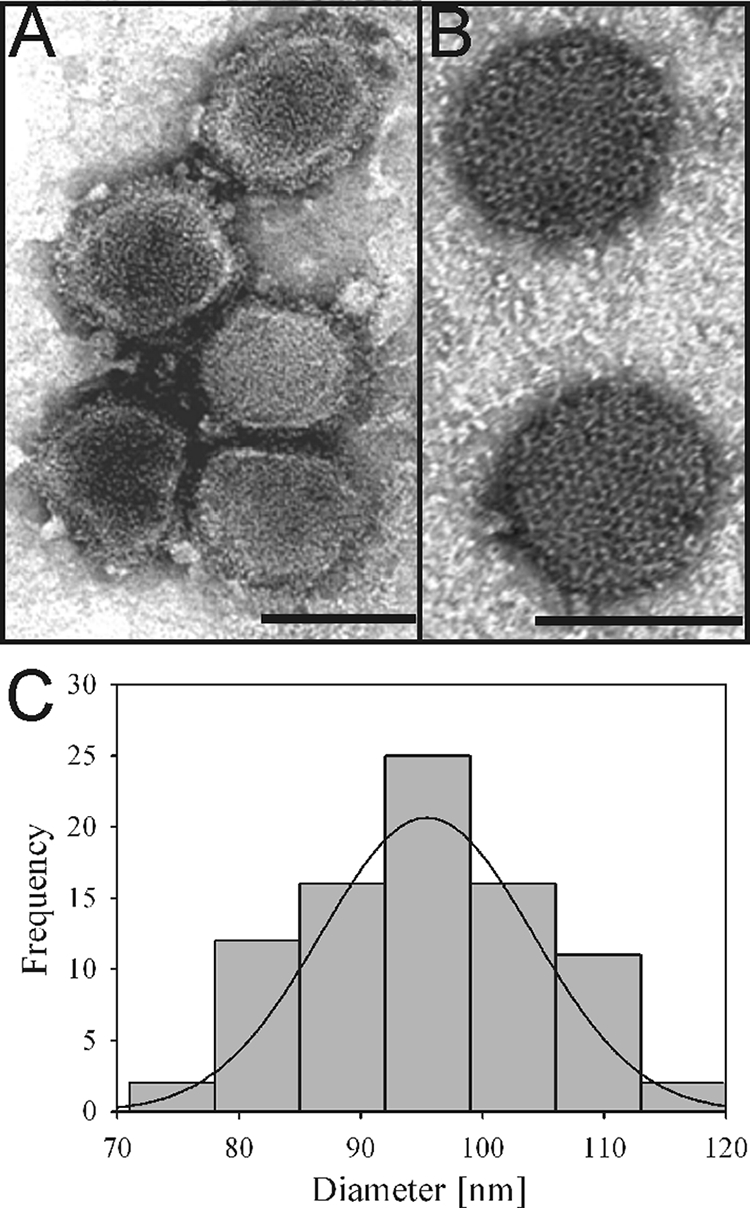 FIG. 1.