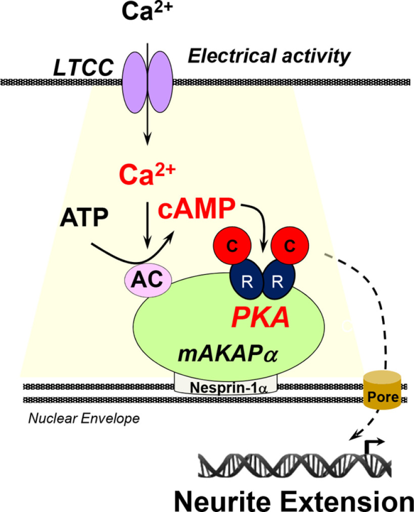 Figure 6.