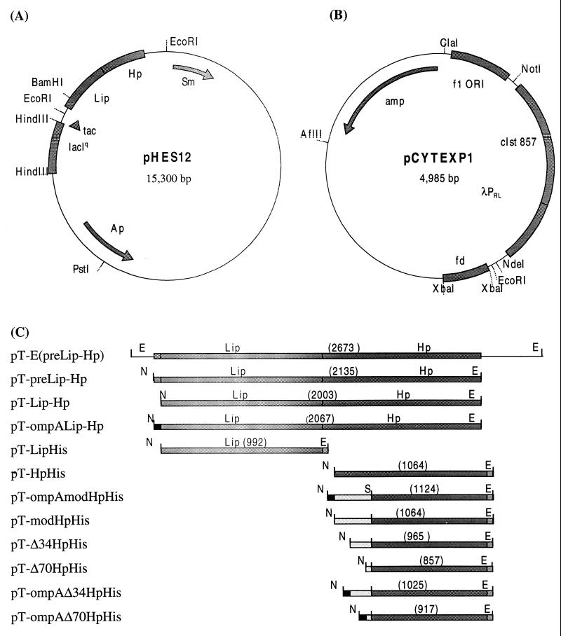 FIG. 1