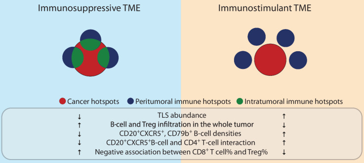 Figure 7. Immune spatial balance: spatial positioning of immune rich areas can reflect an immunosuppressive or an immunostimulant microenvironment. Increased intratumoral IH compared to peritumoral IH may reflect an immunosuppressive TME, characterized by decreased TLS abundance, lower densities of CD20+CXCR5+ and CD79b+ B-cell densities, decreased interactions between CD20+CXCR5+ B cells and CD4+ T cells, and the presence of a negative correlation between CD8+ T-cell and Treg cell abundance. Also, high ratio of intratumoral IH is coupled with increased B-cell and Treg infiltration in the whole tumor. Cancer hotspots, peritumoral immune hotspots and intratumoral immune hotspots were denoted by red, blue, and green colors, respectively. An immune hotspot can consist of peritumoral and intratumoral compartments, denoting as circles with a combination of green and blue.