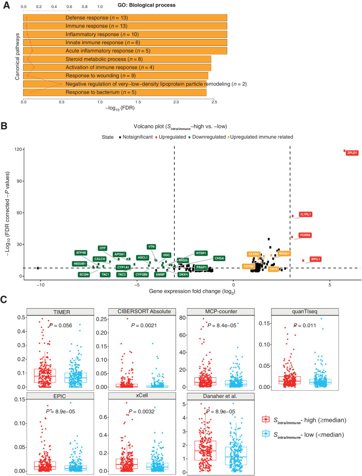 Figure 2. B-cell dominance of high-Sintra/immune group in LUSC. A, Gene Ontology biological processes found to be enriched in the DEGs according to patient groups stratified by Sintra/immune. The red line denotes the ratio of the number of DEGs in a pathway to the total number of genes in that pathway. B, Volcano plot showing DEGs in the high-Sintra/immune group compared with the low group. Genes with logFC smaller than 1 were excluded. Genes involved in immune responses are highlighted in yellow. C, Consistently upregulated B-cell signatures in high-Sintra/immune group across seven bioinformatics methods using the TCGA LUSC cohort, n = 459. Statistical significance was evaluated by the Wilcoxon rank sum test and adjusted by the Benjamini–Hochberg method.