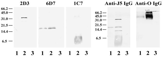 FIG. 6