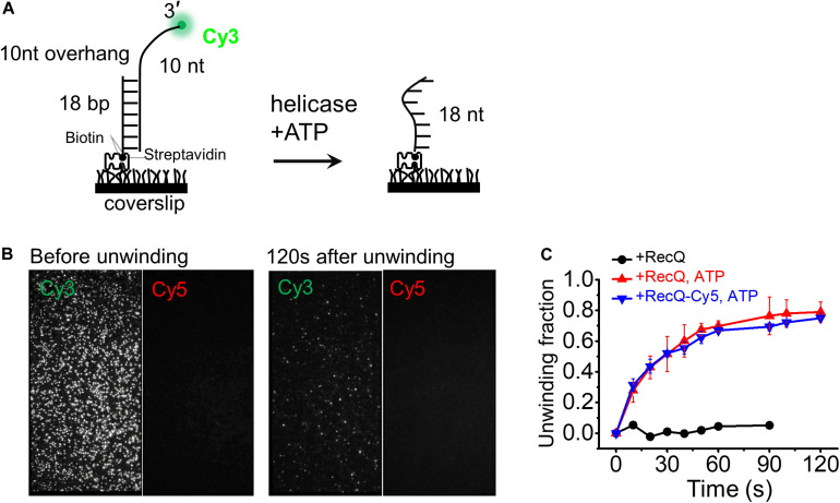 FIGURE 3