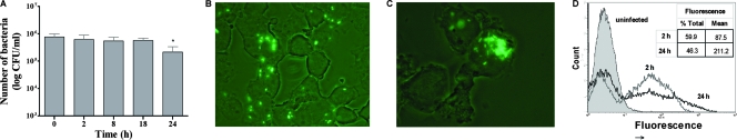 FIG. 1.