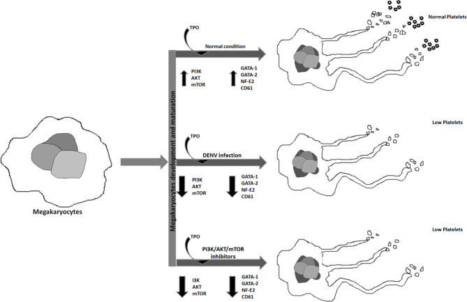 Graphical Abstract