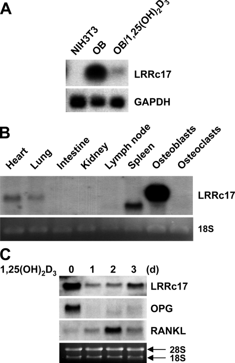 FIGURE 1.