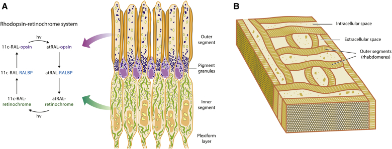 Fig. 2