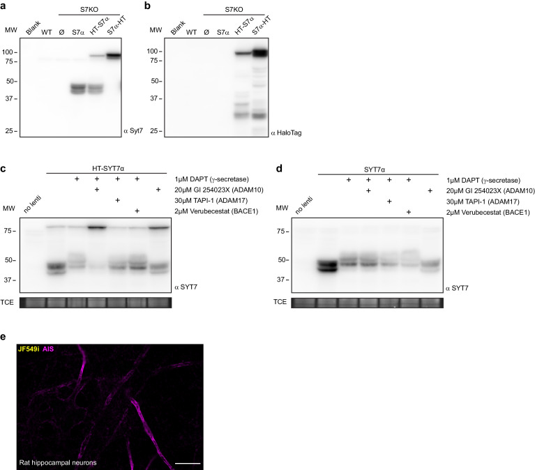 Figure 5—figure supplement 1.