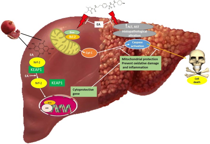 Graphical abstract