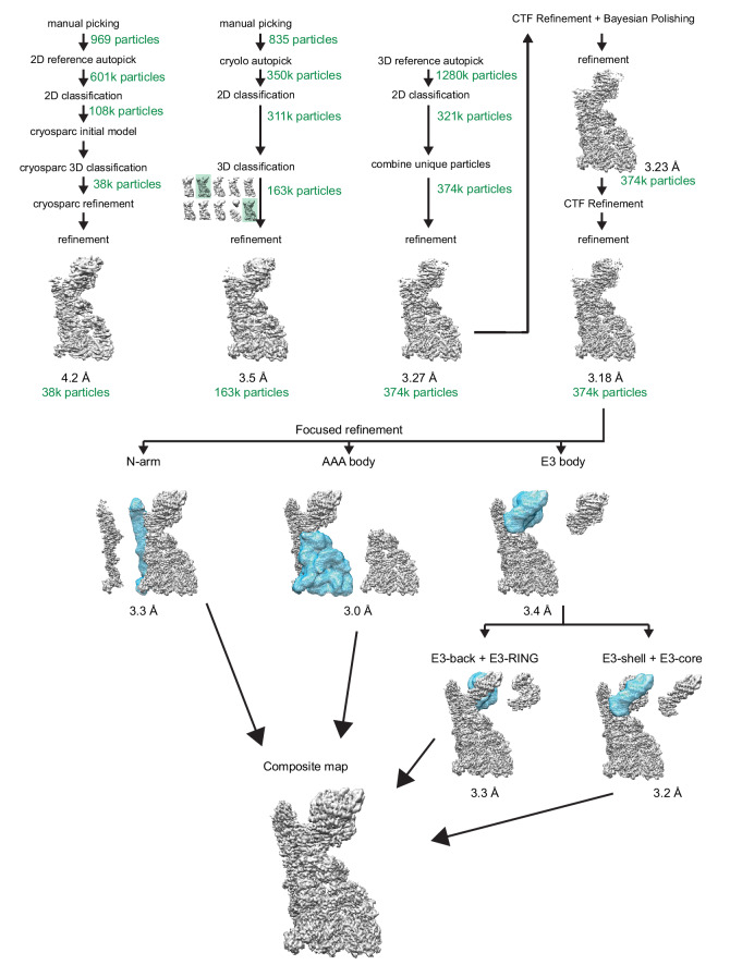 Figure 1—figure supplement 3.