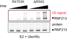 Figure 3—figure supplement 1.