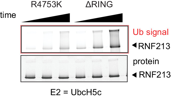 Figure 3—figure supplement 1.