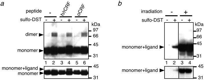 Fig 3.