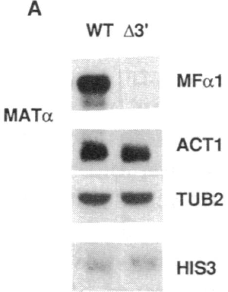 graphic file with name pnas01073-0604-a.jpg