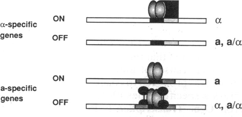 graphic file with name pnas01073-0602-a.jpg