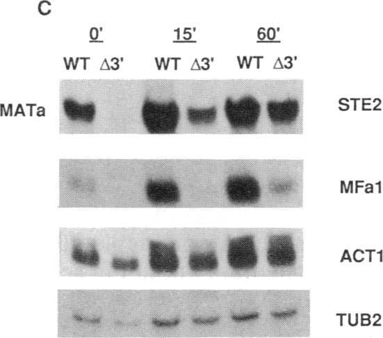 graphic file with name pnas01073-0604-c.jpg