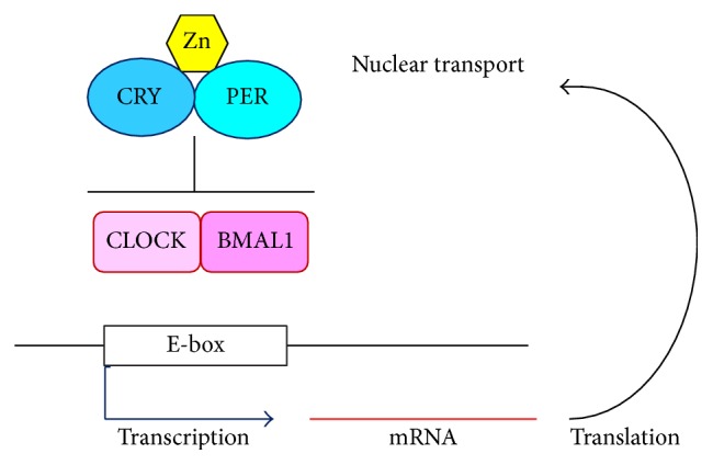 Figure 2