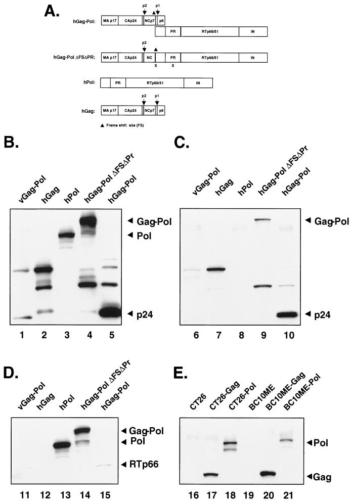 FIG. 1