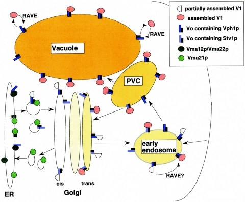 FIG. 2.