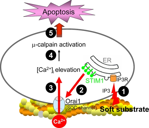 Figure 11.