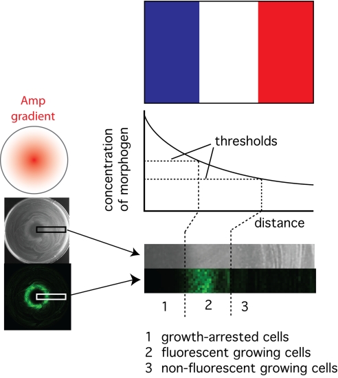 Fig. 4.