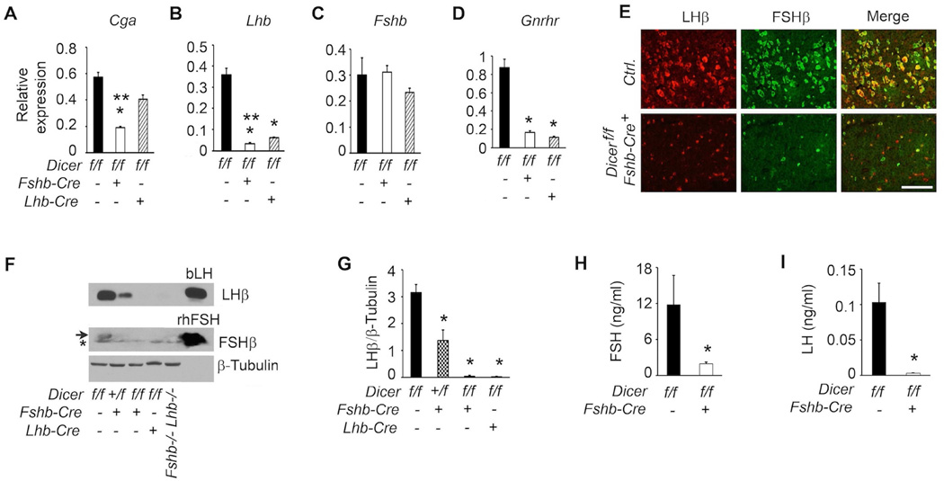 Fig. 12