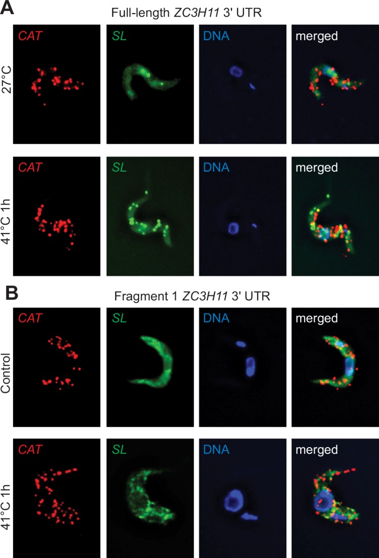 Fig 10