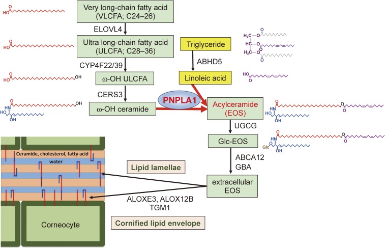 Figure 5. 