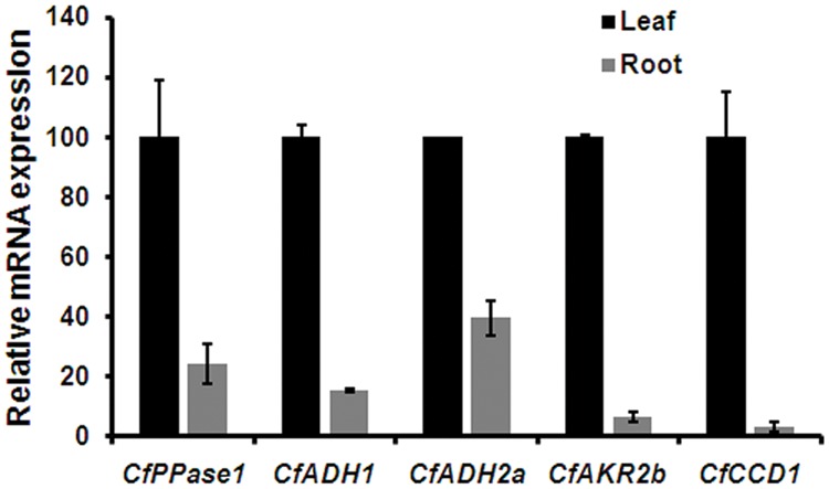 FIGURE 6