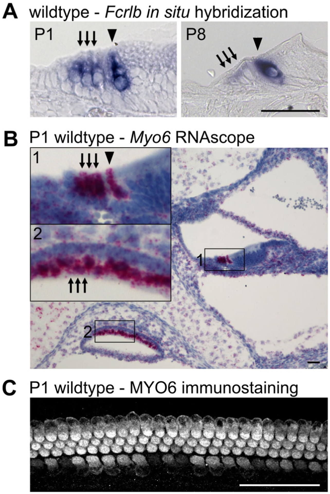 Fig. 9.