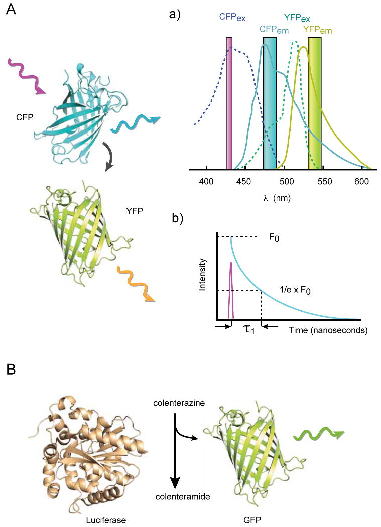 Box-2: FRET, FLIM and BRET to assess molecular proximity