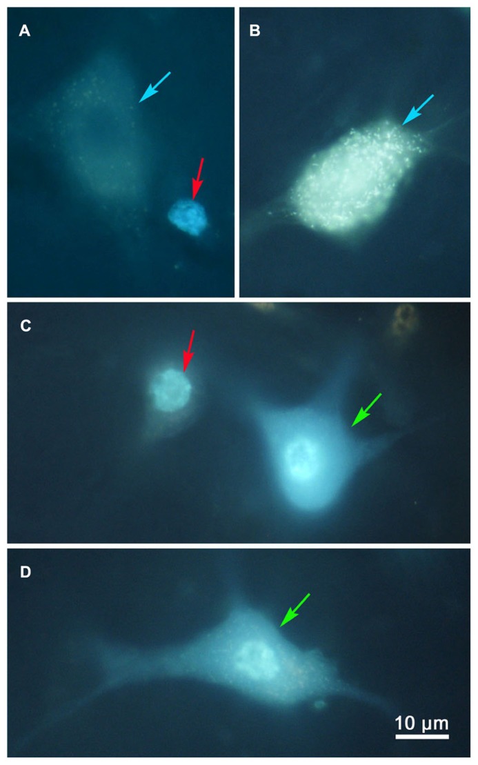 FIGURE 2