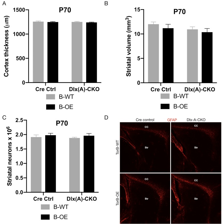 Figure 5—figure supplement 2.