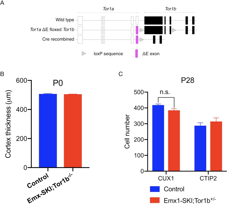 Figure 2—figure supplement 1.