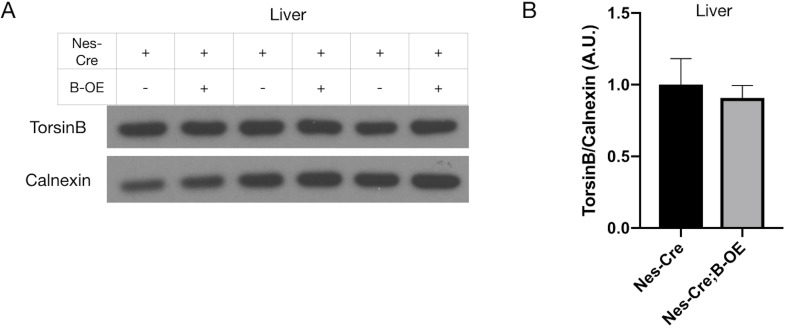 Figure 3—figure supplement 2.