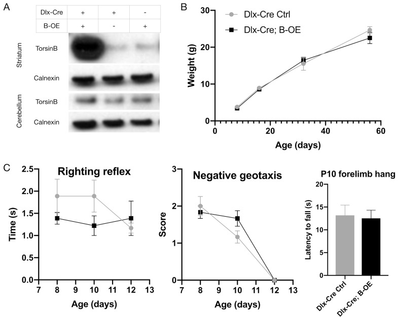 Figure 5—figure supplement 1.