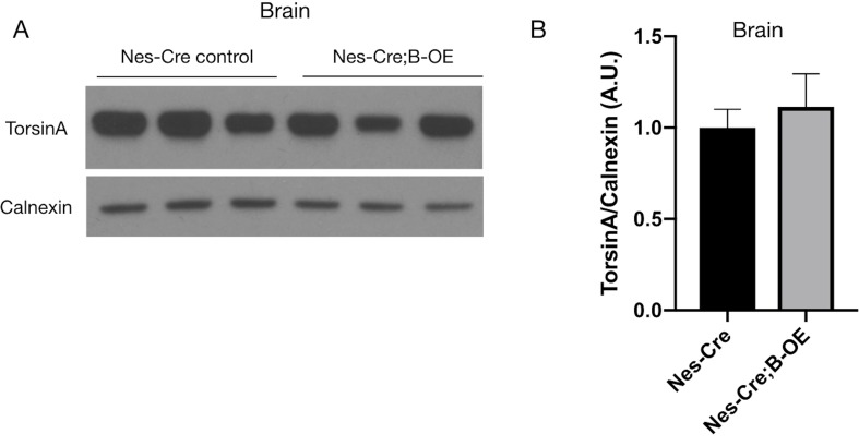 Figure 3—figure supplement 1.