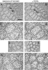 Fig. 8.