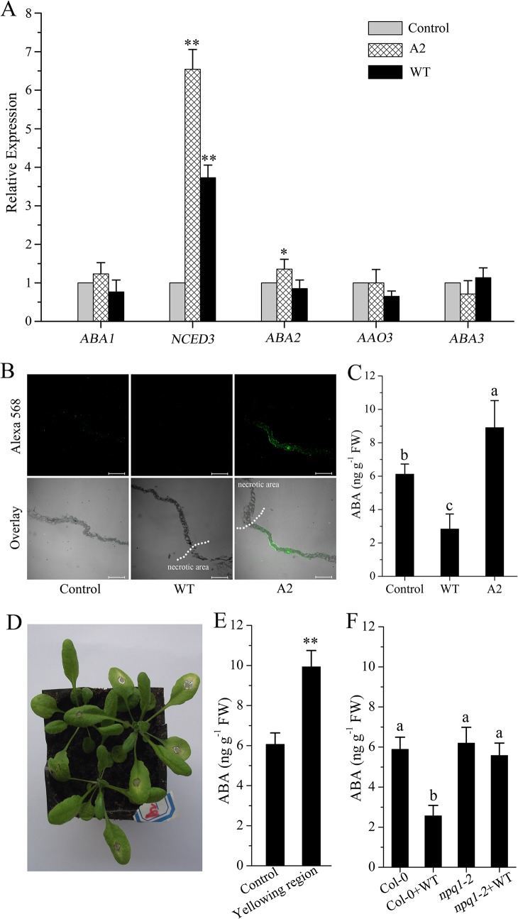 Fig 5