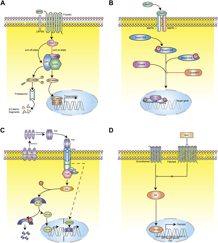 FIGURE 4