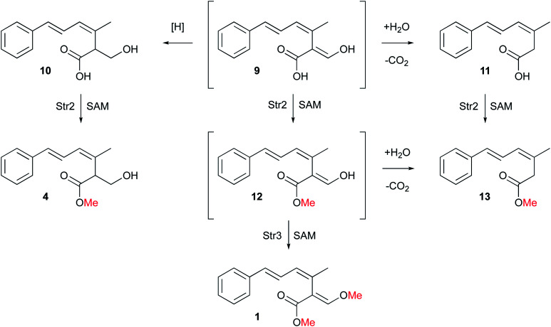 Scheme 2