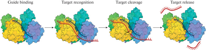 Fig. 2. 